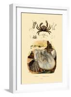 Pea Crab, 1833-39-null-Framed Giclee Print