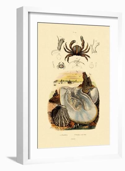 Pea Crab, 1833-39-null-Framed Giclee Print