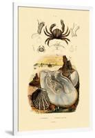 Pea Crab, 1833-39-null-Framed Giclee Print