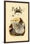 Pea Crab, 1833-39-null-Framed Giclee Print