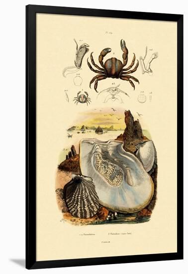 Pea Crab, 1833-39-null-Framed Giclee Print