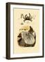 Pea Crab, 1833-39-null-Framed Premium Giclee Print