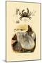 Pea Crab, 1833-39-null-Mounted Premium Giclee Print