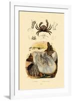 Pea Crab, 1833-39-null-Framed Giclee Print