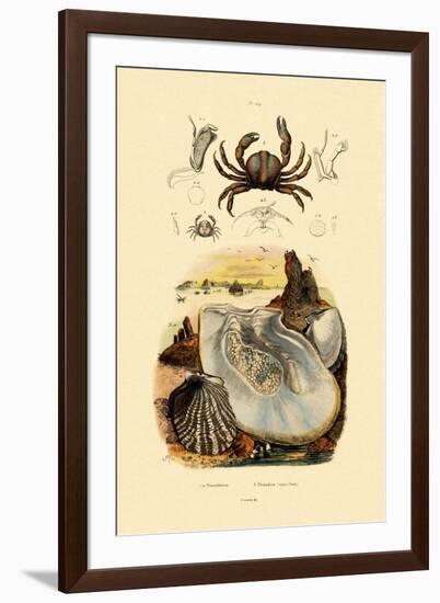 Pea Crab, 1833-39-null-Framed Giclee Print