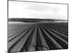 Pea Fields Near San Juan Bautista, California-Dorothea Lange-Mounted Giclee Print