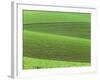 Pea Fields-Darrell Gulin-Framed Photographic Print