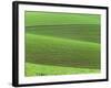 Pea Fields-Darrell Gulin-Framed Photographic Print