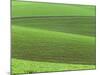 Pea Fields-Darrell Gulin-Mounted Photographic Print