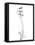 Pea H48-Albert Koetsier-Framed Stretched Canvas