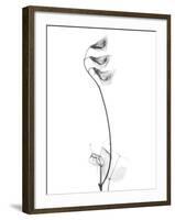 Pea H48-Albert Koetsier-Framed Art Print