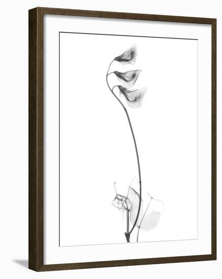 Pea H48-Albert Koetsier-Framed Art Print