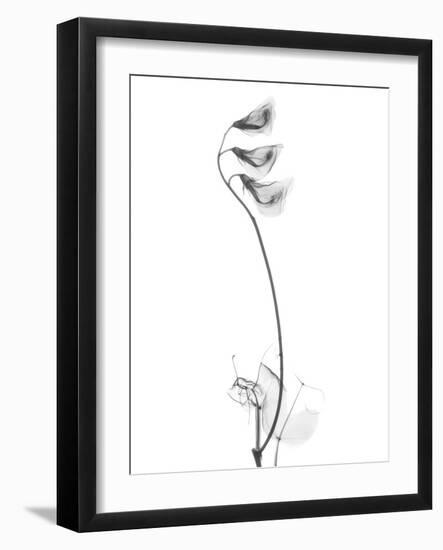 Pea H48-Albert Koetsier-Framed Art Print