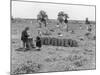 Pea Pickers-null-Mounted Photographic Print