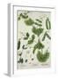 Pea, Plate from "Herbarium Blackwellianum" by the Artist, 1757-Elizabeth Blackwell-Framed Giclee Print