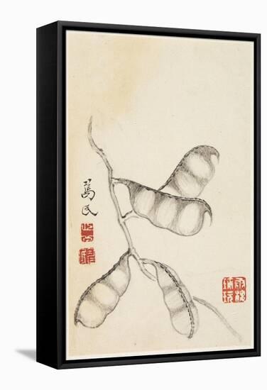 Pea Pods, from an Album of Vegetables-Shou-min Pien-Framed Stretched Canvas