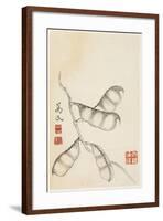 Pea Pods, from an Album of Vegetables-Shou-min Pien-Framed Giclee Print