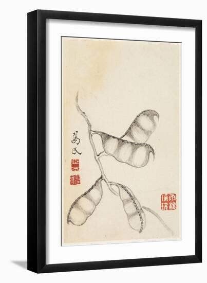 Pea Pods, from an Album of Vegetables-Shou-min Pien-Framed Giclee Print