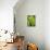 Pea Pods, One Open-Greg Elms-Stretched Canvas displayed on a wall