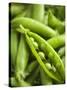 Pea Pods, One Open-Greg Elms-Stretched Canvas