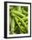 Pea Pods, One Open-Greg Elms-Framed Photographic Print