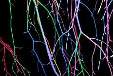 Painted Tree Branches-pea1-Stretched Canvas