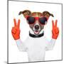 Peace And Victory Fingers Dog-Javier Brosch-Mounted Photographic Print