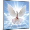 Peace Dove in-Front Of The Sun-null-Mounted Art Print