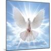 Peace Dove in-Front Of The Sun-null-Mounted Art Print