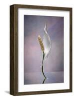 Peace Lily-Scott Peck-Framed Art Print