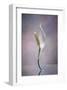 Peace Lily-Scott Peck-Framed Art Print