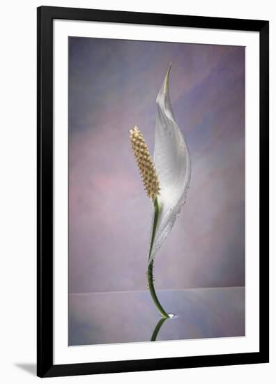 Peace Lily-Scott Peck-Framed Art Print