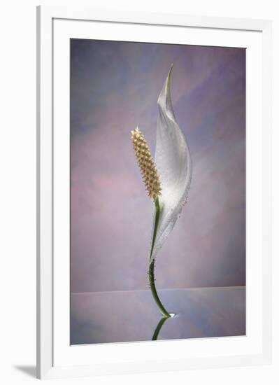 Peace Lily-Scott Peck-Framed Art Print