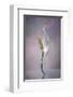 Peace Lily-Scott Peck-Framed Art Print