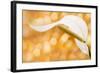 Peace Lily-null-Framed Photographic Print