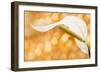 Peace Lily-null-Framed Photographic Print