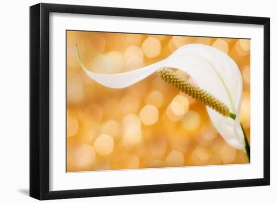 Peace Lily-null-Framed Photographic Print