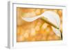 Peace Lily-null-Framed Photographic Print