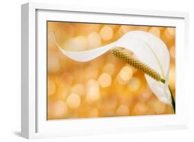 Peace Lily-null-Framed Photographic Print