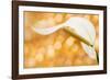 Peace Lily-null-Framed Photographic Print