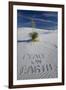 Peace on Earth Written in Sand-Darrell Gulin-Framed Photographic Print