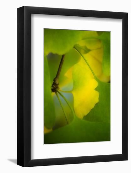 Peace Sign-Philippe Sainte-Laudy-Framed Photographic Print