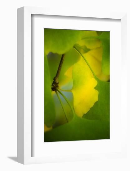 Peace Sign-Philippe Sainte-Laudy-Framed Photographic Print