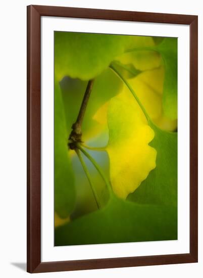 Peace Sign-Philippe Sainte-Laudy-Framed Photographic Print