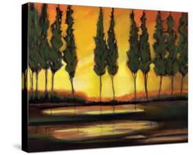 Peaceful California Trees-Judith D'Agostino-Stretched Canvas