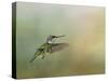 Peaceful Day with a Hummingbird-Jai Johnson-Stretched Canvas