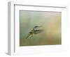 Peaceful Day with a Hummingbird-Jai Johnson-Framed Giclee Print