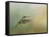 Peaceful Day with a Hummingbird-Jai Johnson-Framed Stretched Canvas