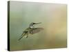Peaceful Day with a Hummingbird-Jai Johnson-Stretched Canvas