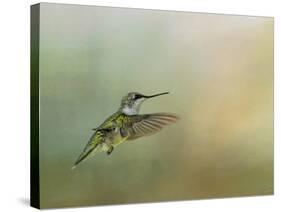 Peaceful Day with a Hummingbird-Jai Johnson-Stretched Canvas